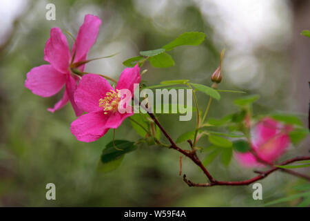 Rose selvatiche in Alaska Foto Stock