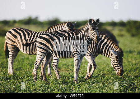 Tre Comuni zebre (Equus quagga) rovistando nella savana bushveld del parco nazionale Kruger Sud Africa Foto Stock