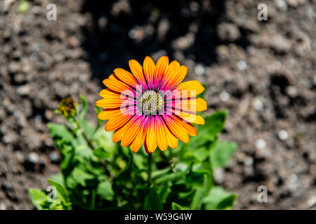 Bella diversi fiori di montagna, close-up Foto Stock