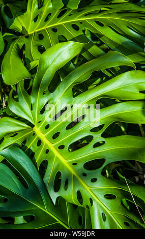 Un impianto di monstera nelle Hawaii, la Big Island, Stati Uniti d'America. Foto Stock