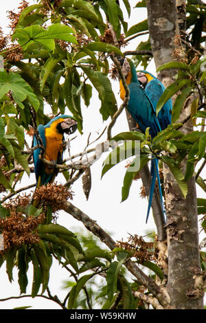 Blu e Giallo (pappagalli ara ararauna) alimentazione in baldacchino della foresta amazzonica in Perù Foto Stock