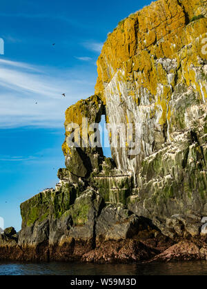 La stupefacente di nidificazione degli uccelli marini scogliere di Aghik isola in isola Semidi deserto riserva al di fuori della penisola di Alaska Foto Stock