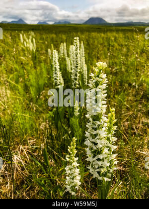 Bog orchid Unga Isola Alaska Foto Stock
