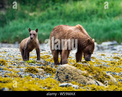 Orso bruno Ursus arctos, nel porto di geografica in Katmai National Park, Alaska, STATI UNITI D'AMERICA Foto Stock