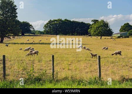 Pecore al pascolo in campo a Cobham, Kent Foto Stock