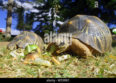 In pericolo critico tartarughe radiate mangiare Cucina verdure rimanenti nel cortile, Antananarivo, Madagascar Foto Stock