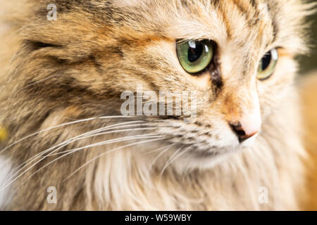 Carino giovane domestico bicolore arancione e bianco gatto