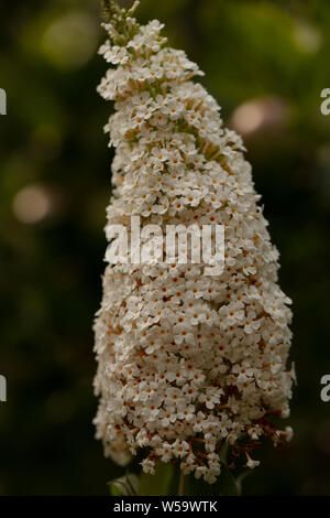 Grandi panicle di profumati di colore bianco puro e giallo eyed fiori di Buddleja davidii White profusione attraente per le farfalle in luglio. Foto Stock