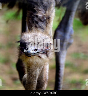 Che gli struzzi sono una famiglia, Struthionidae, di uccelli flightless. Foto Stock