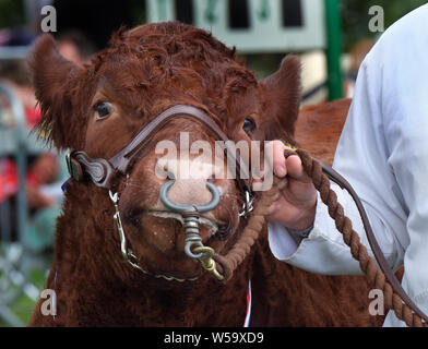 Tori essendo giudice al grande spettacolo agricolo nel Regno Unito. Foto Stock