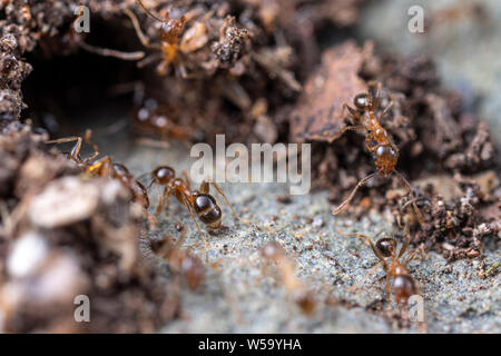 Pheidole megacephala, invasivo marrone costiere ant (o, con grosse teste ant) al loro ingresso di Colonia Foto Stock