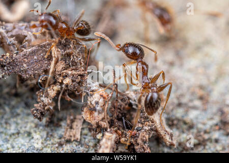 Pheidole megacephala, invasivo marrone costiere ant (o, con grosse teste ant) su un sentiero di foraggio Foto Stock