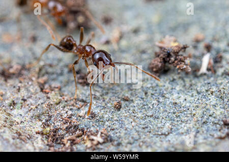 Pheidole megacephala, invasivo marrone costiere ant (o, con grosse teste ant) su un sentiero di foraggio Foto Stock