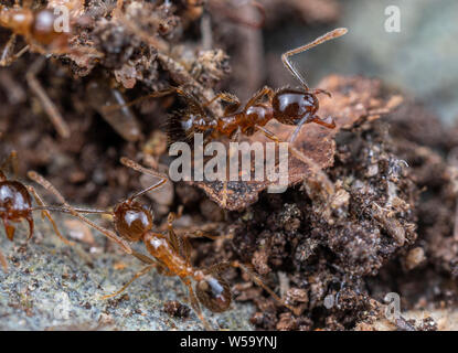 Pheidole megacephala, invasivo marrone costiere ant (o, con grosse teste ant) su un sentiero di foraggio Foto Stock