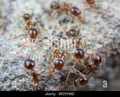 Pheidole megacephala, invasivo marrone costiere ant (o, con grosse teste ant) su un sentiero di foraggio Foto Stock