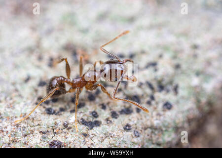 Pheidole megacephala, invasivo marrone costiere ant (o, con grosse teste ant) su un sentiero di foraggio Foto Stock