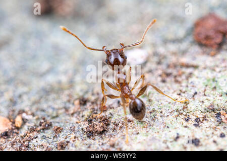 Pheidole megacephala, invasivo marrone costiere ant (o, con grosse teste ant) su un sentiero di foraggio Foto Stock