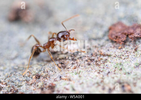 Pheidole megacephala, invasivo marrone costiere ant (o, con grosse teste ant) su un sentiero di foraggio Foto Stock