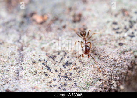 Pheidole megacephala, invasivo marrone costiere ant (o, con grosse teste ant) su un sentiero di foraggio Foto Stock