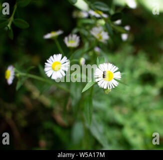 Fiore bianco con il colore giallo Foto Stock