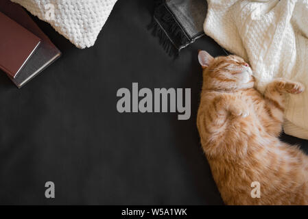 Lo zenzero gatto dorme sul comodo divano nero. Home coziness con cat, soffici plaid e libri. Casa accogliente e concetto di hygge, copia dello spazio. Foto Stock