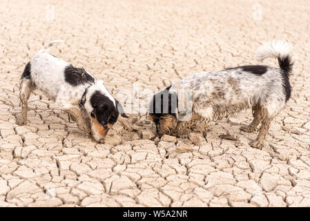 Due graziosi poco Jack Russell Terrier i cani sono lo scavo di sabbia sul terreno rotto. Foto Stock