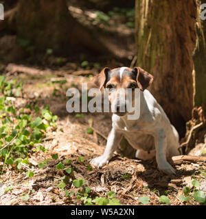 Jack Russell Terrier hound nel forrest. Cane da caccia è alla ricerca di un nido Foto Stock