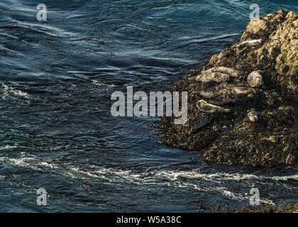 Le foche grigie su Isola Skomer Foto Stock