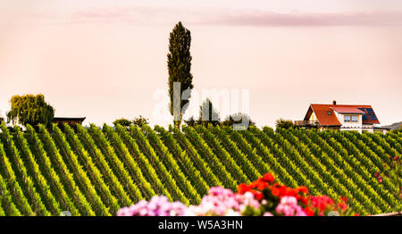 Vigneti in Slovenia vicino al confine con l'Austria Stiria sud. destinazione turistica Foto Stock