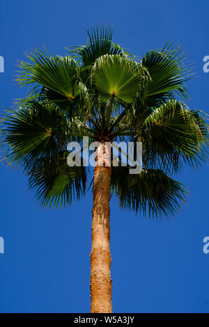 Palm Tree sulla spiaggia Canuelo a Los Acantilados de Maro-Cerro Gordo parco naturale vicino a Nerja, Malaga, Axarquia, Andalucia, Costa del Sol, Spagna Foto Stock