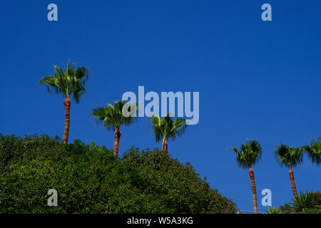 Palme sulla spiaggia Canuelo a Los Acantilados de Maro-Cerro Gordo parco naturale vicino a Nerja, Malaga, Axarquia, Andalucia, Costa del Sol, Spagna Foto Stock