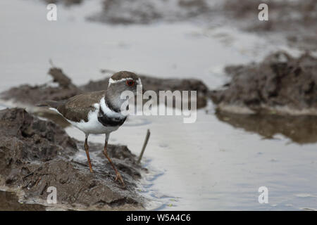 Dreibandregenpfeifer / Tre-nastrare plover o a tre bande / sandplover Charadrius tricollaris Foto Stock