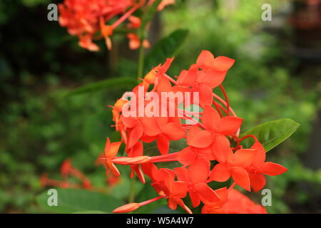 Closeup orange ixora o spike fiore in fiore nel giardino, il fuoco selettivo Foto Stock