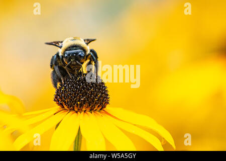 Primo piano di un bumblebee impollinatori black-eyed susan fiore Foto Stock