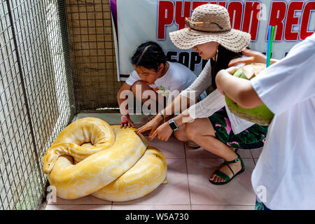 I visitatori di un mini zoo toccare un albino Burmese Python ad una conservazione Zoo, Bohol, Filippine Foto Stock