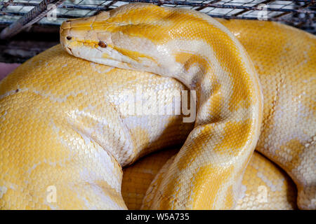 Un albino Burmese Python ad una conservazione Zoo, Bohol, Filippine Foto Stock