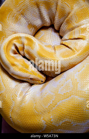 Un albino Burmese Python ad una conservazione Zoo, Bohol, Filippine Foto Stock