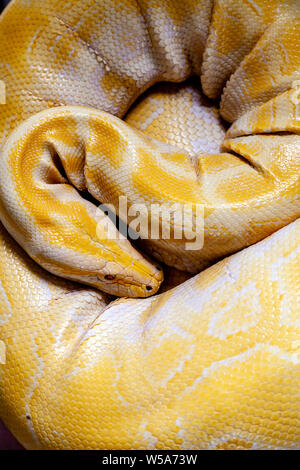 Un albino Burmese Python ad una conservazione Zoo, Bohol, Filippine Foto Stock