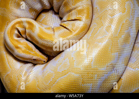 Un albino Burmese Python ad una conservazione Zoo, Bohol, Filippine Foto Stock