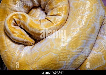 Un albino Burmese Python ad una conservazione Zoo, Bohol, Filippine Foto Stock