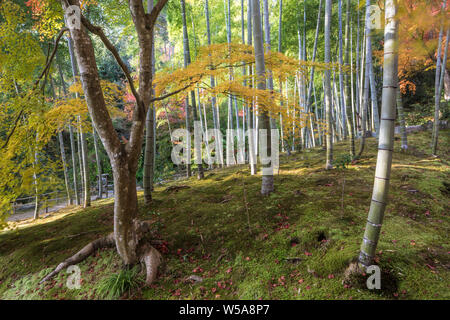 Colore di autunno in Jojakko-ji il tempio di Arashiyama, Kyoto, Giappone. Foto Stock