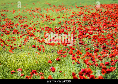 Un patch di rosso papavero (Papaver rhoeas) in un campo nella campagna estiva in Oxfordshire. Foto Stock