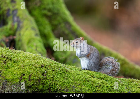 Squirell grigio su un albero mossy Foto Stock