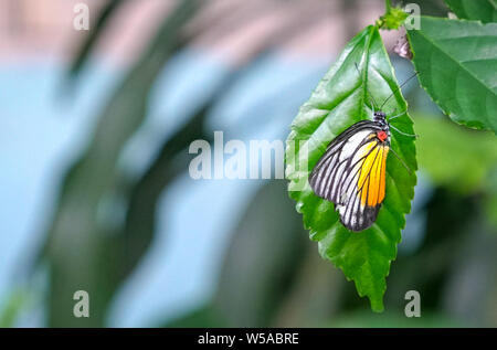 Splendido dipinto di Jezebel butterfly appoggiata su una foglia verde in un parco o giardino Foto Stock