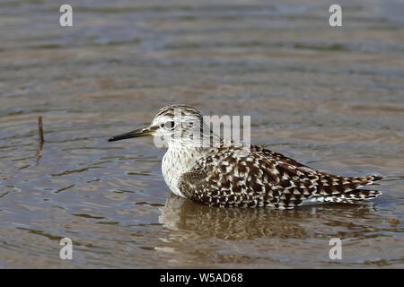 Afrikanische Schnepfe / African Snipe o etiope / beccaccino Gallinago nigripennis Foto Stock