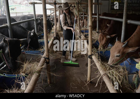 (190727) -- WEST JAVA, luglio 27, 2019 (Xinhua) -- una bambina pulisce il pavimento per la imminente Eid al-Adha festival a una mucca fienile in Depok, West Java, Indonesia, il 27 luglio 2019. I musulmani in Indonesia prepararsi a celebrare Eid al-Adha, che cade il 11 agosto di quest'anno. (Foto di Dedi Istanto/Xinhua) Foto Stock