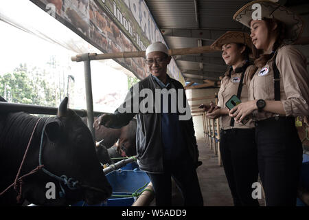 (190727) -- WEST JAVA, luglio 27, 2019 (Xinhua) -- un cliente (L) controlla una mucca per la imminente Eid al-Adha festival a una mucca fienile in Depok, West Java, Indonesia, il 27 luglio 2019. I musulmani in Indonesia prepararsi a celebrare Eid al-Adha, che cade il 11 agosto di quest'anno. (Foto di Dedi Istanto/Xinhua) Foto Stock