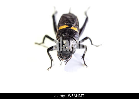 Comune di cricket nero Gryllus bimaculatus degeer, insetto isolato su sfondo bianco Foto Stock