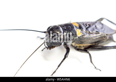 Comune di cricket nero Gryllus bimaculatus degeer, insetto isolato su sfondo bianco Foto Stock