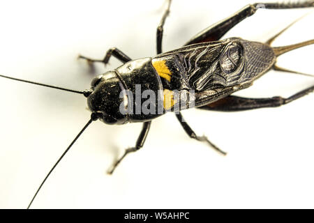 Comune di cricket nero Gryllus bimaculatus degeer, insetto isolato su sfondo bianco Foto Stock